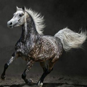 Meet your Posher, Dina